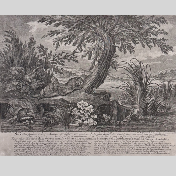 Гравюра «Охота на бобров», Германия, XVIII век Гравюра «Охота на бобров», Германия, XVIII век