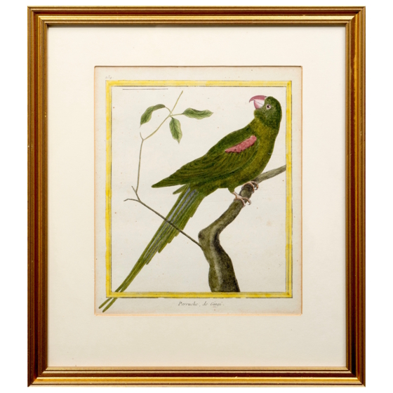 ​Гравюра «Попугай александрийский», Франция, 1765-1770-е гг.​