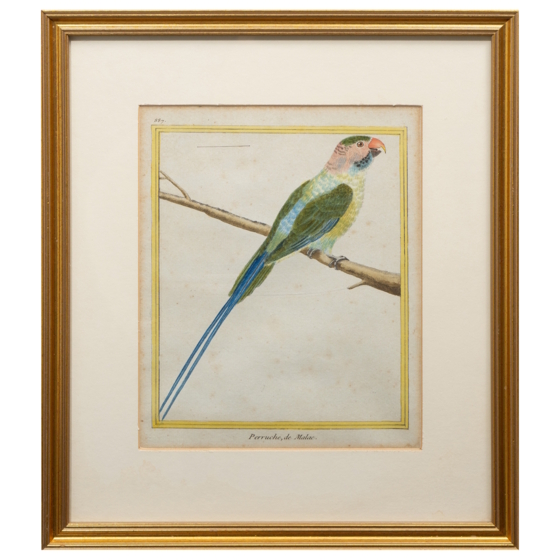 ​Гравюра «Никобарский попугай», Франция, 1765-1770-е гг.