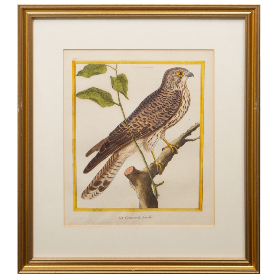 ​Гравюра «Пустельга», Франция, 1765-1770-е гг.