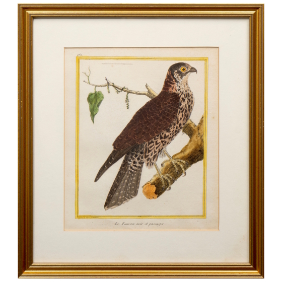 ​Гравюра «Черный перелетный сокол», Франция, 1765-1770-е гг.