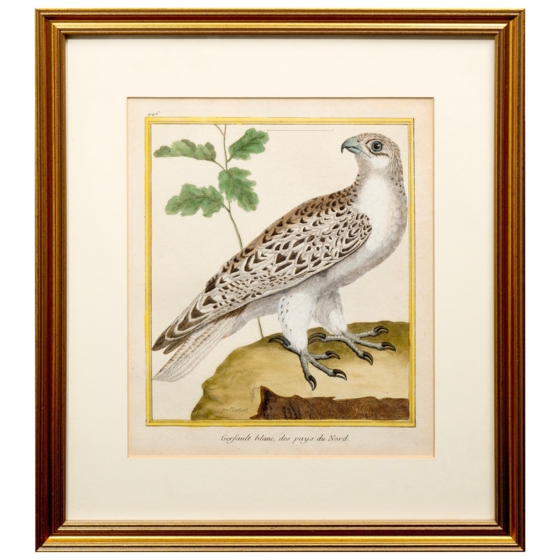 ​Гравюра «Белый северный кречет», Франция, 1765-1770-е гг. ​