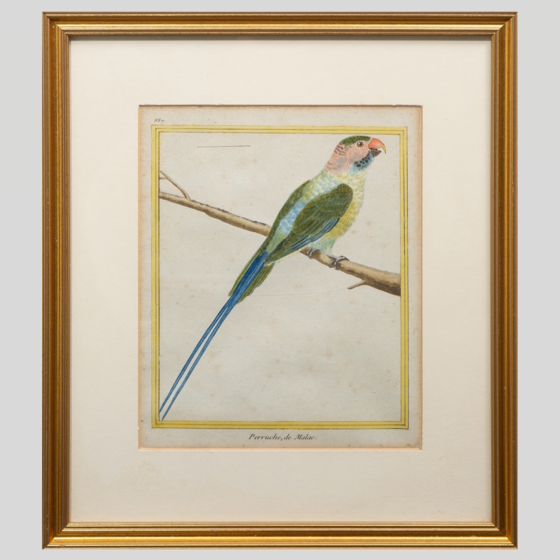 ​Гравюра «Никобарский попугай», Франция, 1765-1770-е гг.