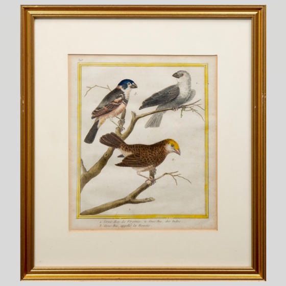 Гравюра «Дубоносы», Франция, 1765-1770-е гг.