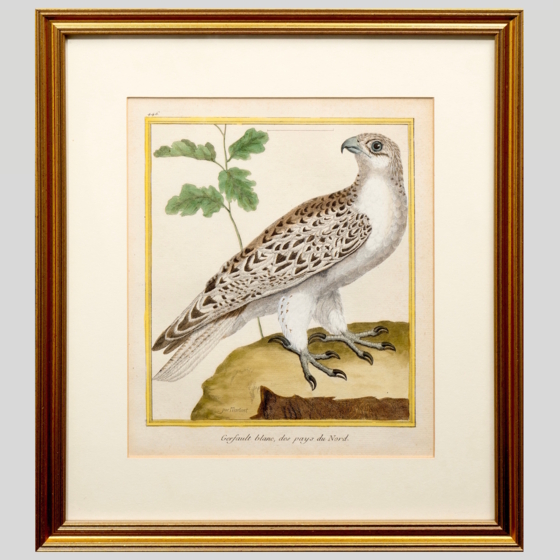 ​Гравюра «Белый северный кречет», Франция, 1765-1770-е гг. ​