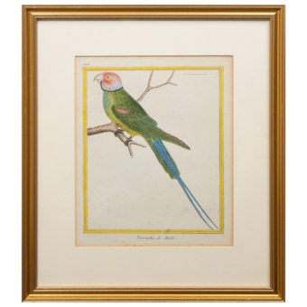 Гравюра «Сейшельский кольчатый попугай», Франция, 1765-1770-е гг.