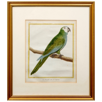 ​Гравюра «Кайенский ара попугай», Франция, 1765-1770-е гг.