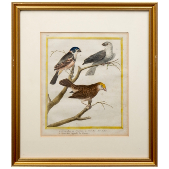 Гравюра «Дубоносы», Франция, 1765-1770-е гг.