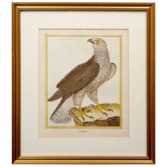 ​Гравюра «Ястреб», Франция, 1765-1770-е гг.