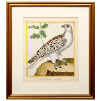 ​Гравюра «Белый северный кречет», Франция, 1765-1770-е гг. ​