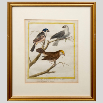 Гравюра «Дубоносы», Франция, 1765-1770-е гг.