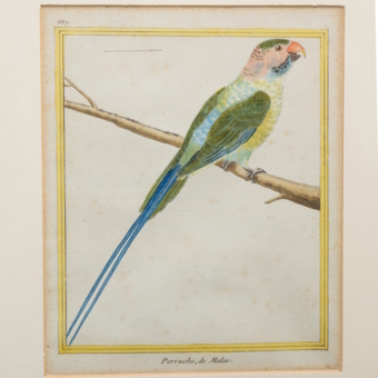 ​Гравюра «Никобарский попугай», Франция, 1765-1770-е гг.