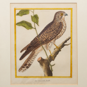 ​Гравюра «Пустельга», Франция, 1765-1770-е гг.