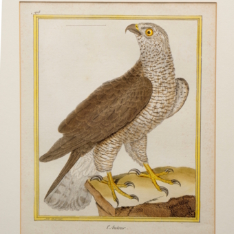 ​Гравюра «Ястреб», Франция, 1765-1770-е гг.