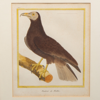 ​Гравюра «Мальтийский сокол», Франция, 1765-1770-е гг.