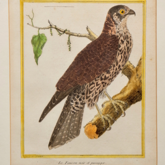 ​Гравюра «Черный перелетный сокол», Франция, 1765-1770-е гг.