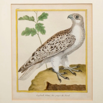 ​Гравюра «Белый северный кречет», Франция, 1765-1770-е гг. ​